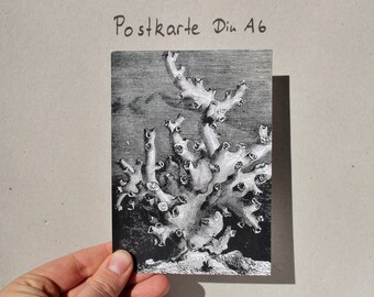 Postkarte "Koralle"