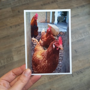 Biglietto fotografico cartolina polli curiosi DIN A6 biglietto vuoto pollo biglietto di Pasqua