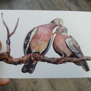 Pode incluir: Ilustração em aquarela de duas pombas pousadas num galho, uma acariciando suavemente a outra. As aves apresentam tons de rosa, castanho e cinza, com detalhes nas penas e bicos. A obra está sobre um cartão branco.