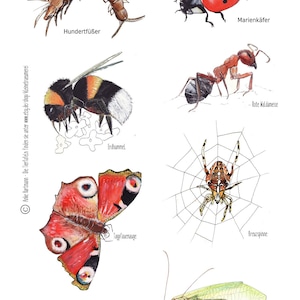 38 domestic animals as coloring pages in Din A4 format to print yourself as a pdf file
