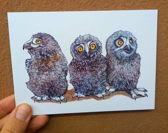 Postcard "3 baby owls"