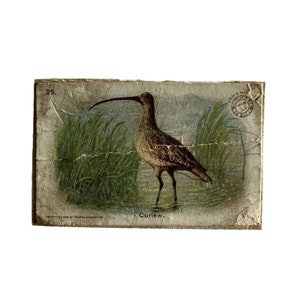May include: A vintage card with a brown and white curlew bird standing in a marsh. The card is numbered 25 and has a copyright date of 1903. The card is from the Church & Dwight company in New York.