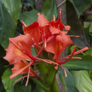 Red Butterfly Ginger Lily Hedychium Greenii Tropical Viable Etsy
