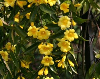 Carolina Jessamine Etsy