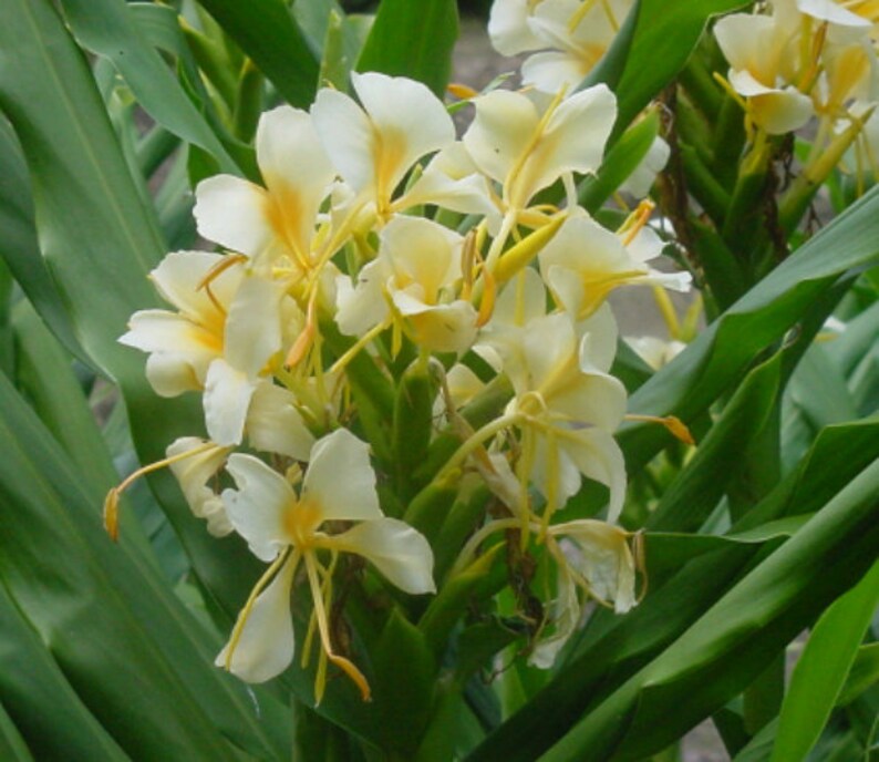 Plants Seeds Bulbs Hedychium Flavum Hawaii Plant Yellow Cream Flower Butterfly Ginger Lily Fragrant Plants Seedlings Plants Seeds Bulbs Hedychium Flavum Hawaii Plant Yellow Cream Flower Butterfly Ginger Lily Fragrant Plants Seedlings