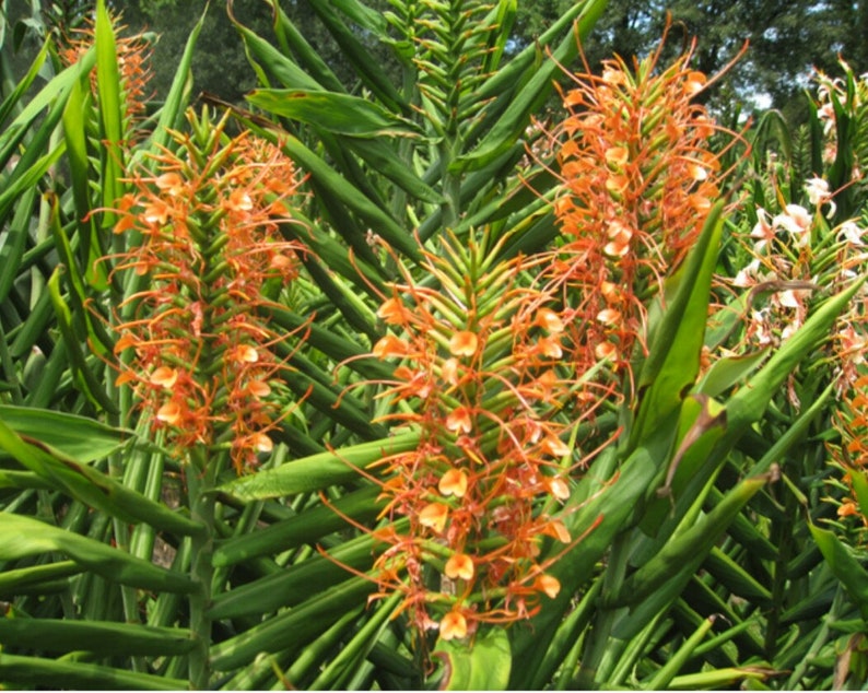 Home Garden Perennial Flowers Plants Hedychium Greenii Red Flower Butterfly Ginger Lily Sprouting Bulb Rhizome Home Garden Perennial Flowers Plants Hedychium Greenii Red Flower Butterfly Ginger Lily Sprouting Bulb Rhizome