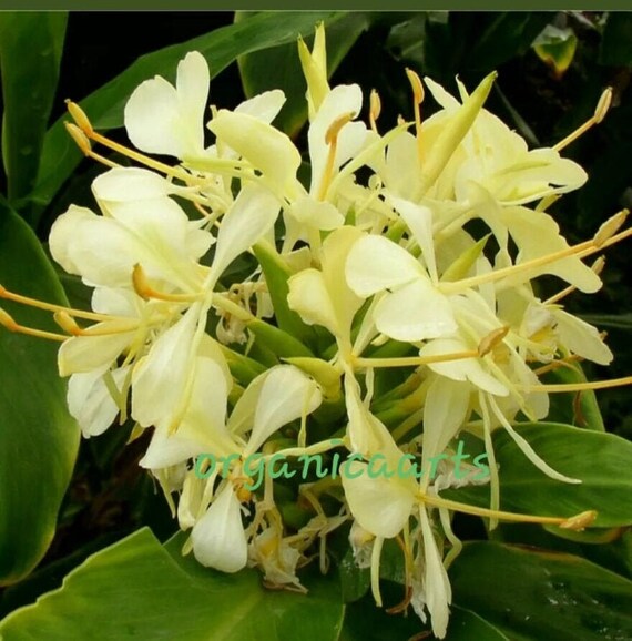 Hawaiian Yellow Butterfly Ginger Lily Hedychium Tropical Plant Etsy Hawaiian Yellow Butterfly Ginger Lily Hedychium Tropical Plant Etsy