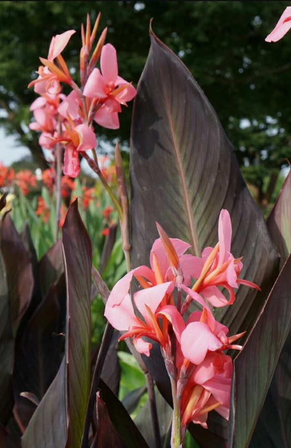 CANNA LILY MIX exotic tropical flowering pond ginger lilies bulbs seed 50 SEEDS CANNA LILY MIX exotic tropical flowering pond ginger lilies bulbs seed 50 SEEDS