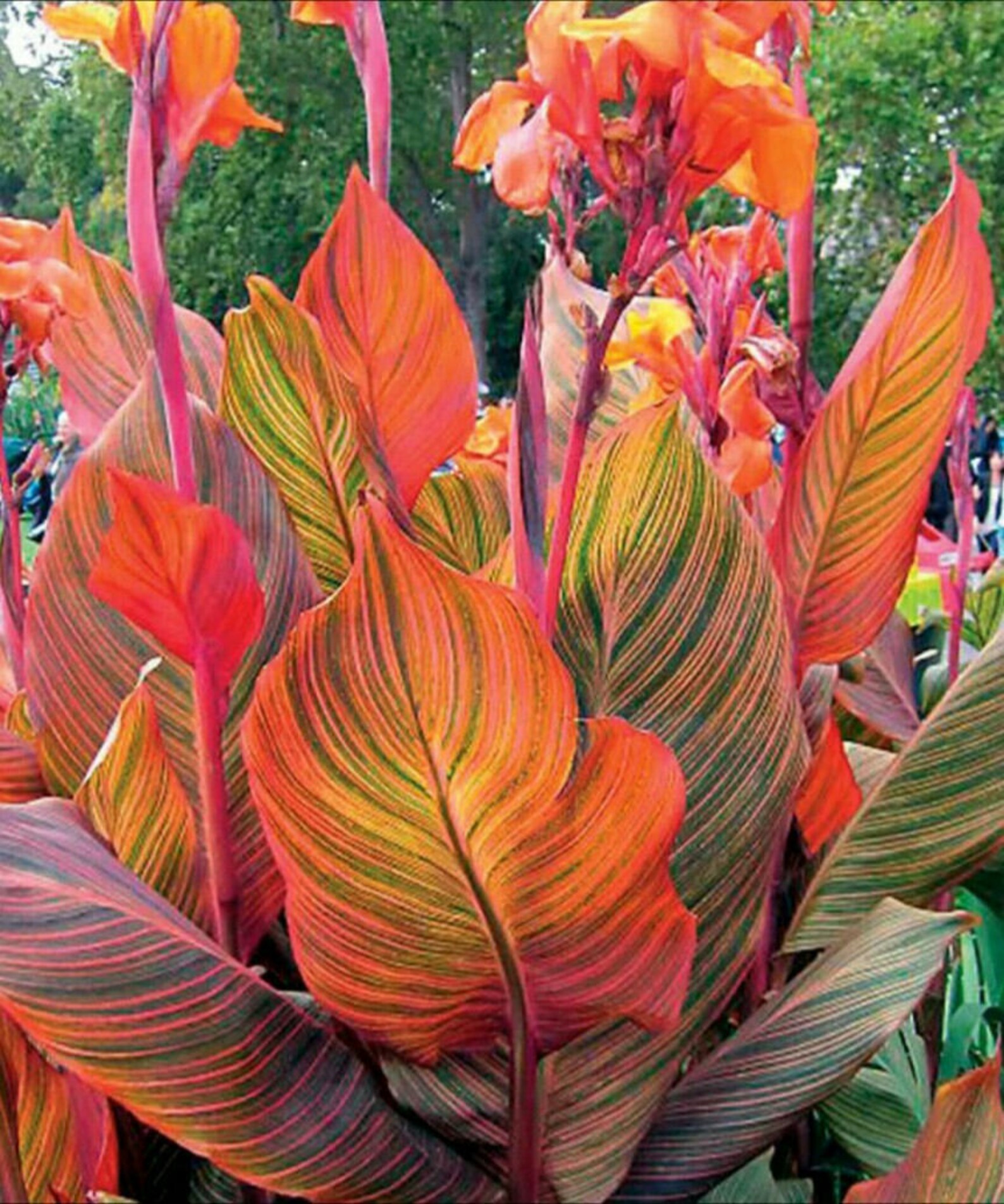 1 Canna Durban/Phasion/Tropicanna variegated foliage bulb/ Etsy