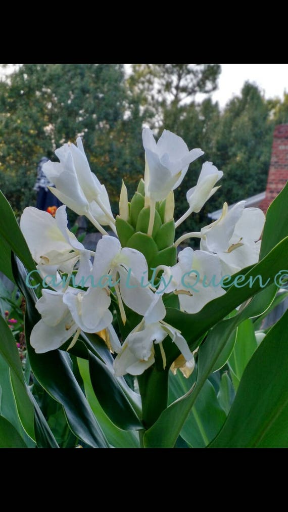 White Butterfly Ginger Lily Hedychium Coronarium Tropical Etsy
