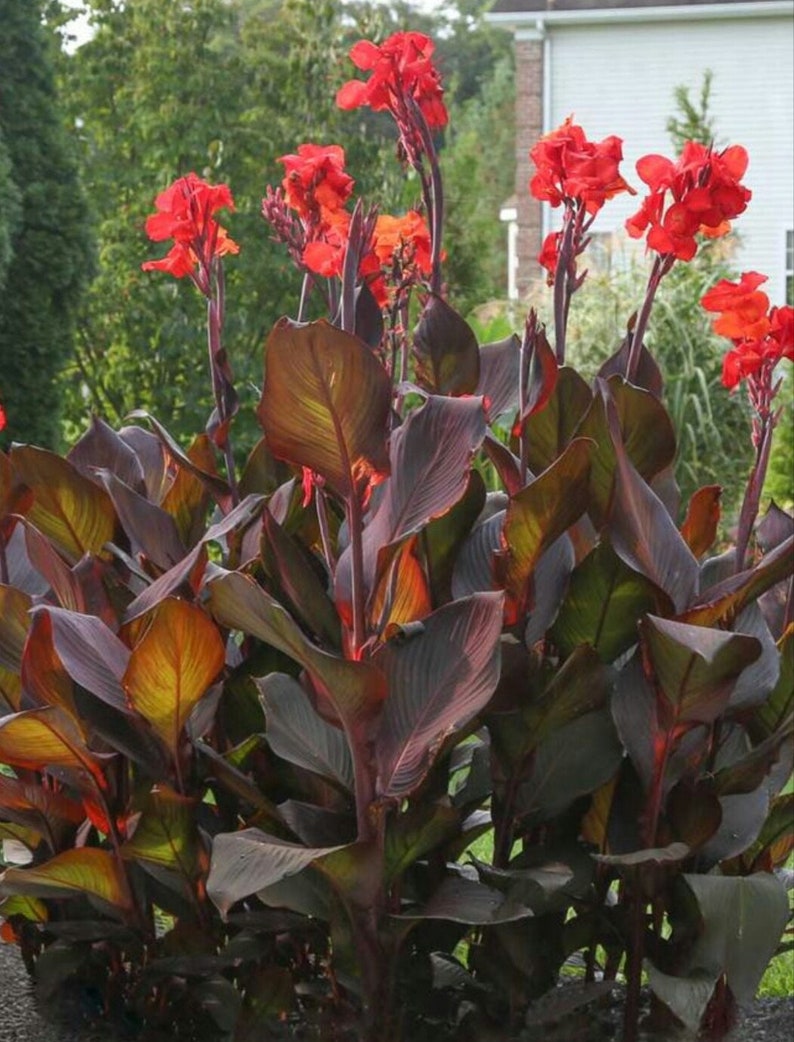 3 Canna Bulb Black Knight Stunning Two Year Old Plant