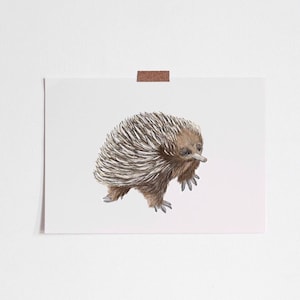 Australian Print, Echidna, Marsupial, Australian Bush Animal, Neutral Nursery Decor, Nursery Art, Australian Animal