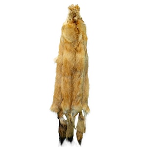 Glacier Wear Red Fox Colored Coyote Pelt Hide Tanned Fur - cty1030