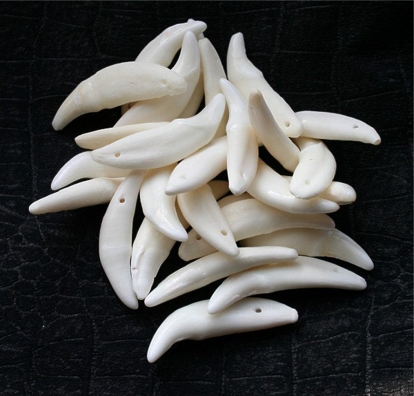 Genuine Canine Teeth Quantity cty1600th