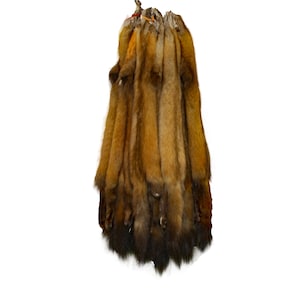 May include: A bundle of 12 fox fur pelts, with a reddish-brown color and dark brown tips. The pelts are hanging from a string, with the fur facing outwards.