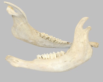 Glacier Wear Genuine Buffalo Lower Jaw Bone- Bff1600jaw - Etsy