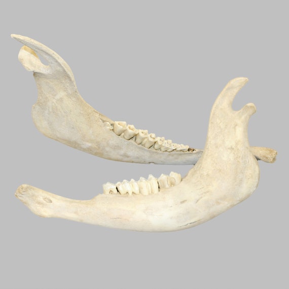 Glacier Wear Genuine Buffalo Lower Jaw Bone- Bff1600jaw - Etsy