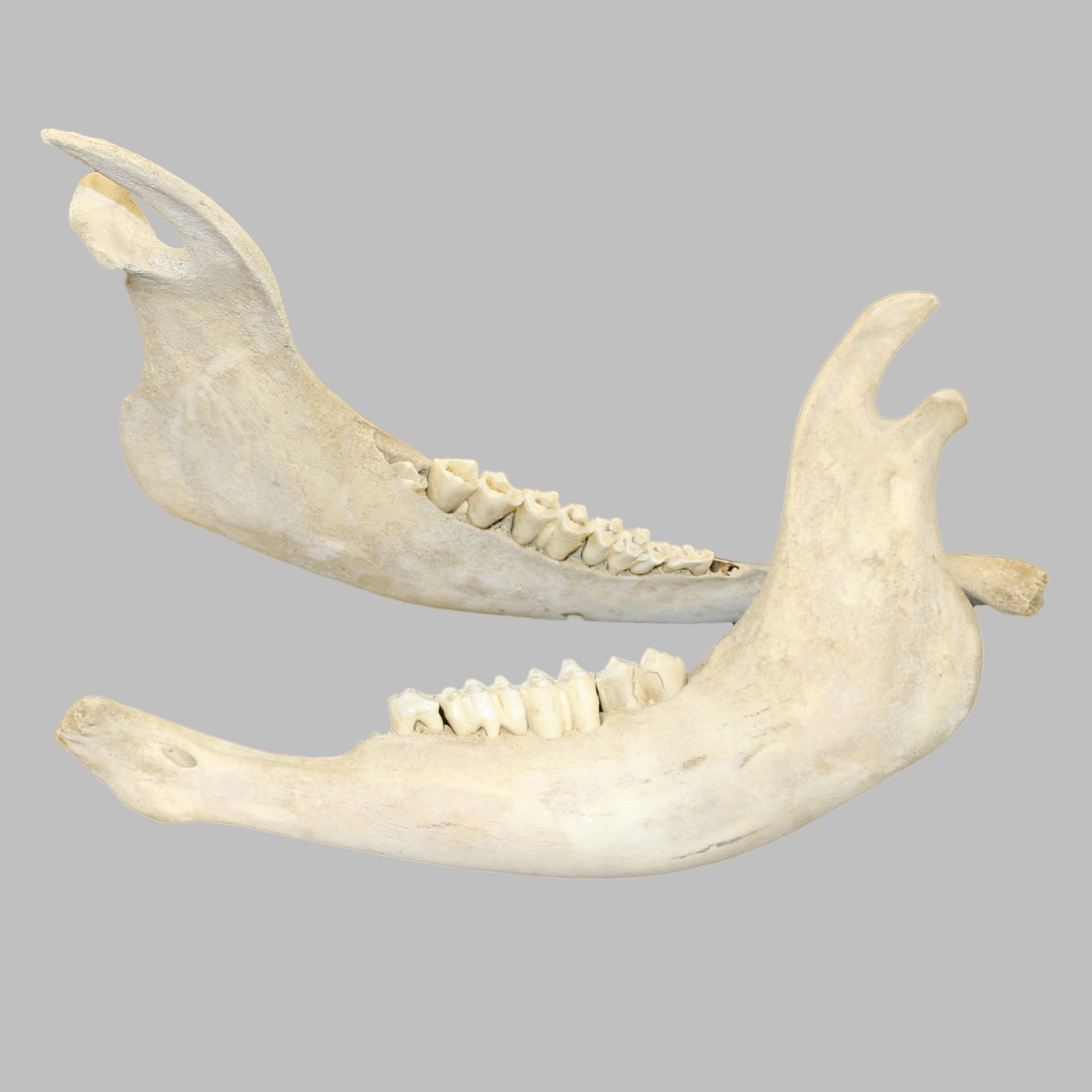 Glacier Wear Genuine Buffalo Lower Jaw Bone- Bff1600jaw - Etsy