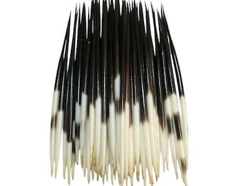 May include: A collection of numerous porcupine quills arranged in a vertical bundle. Each quill features a sharp, pointed tip and a distinct color pattern, transitioning from a dark brown or black base to a creamy white section near the bottom.