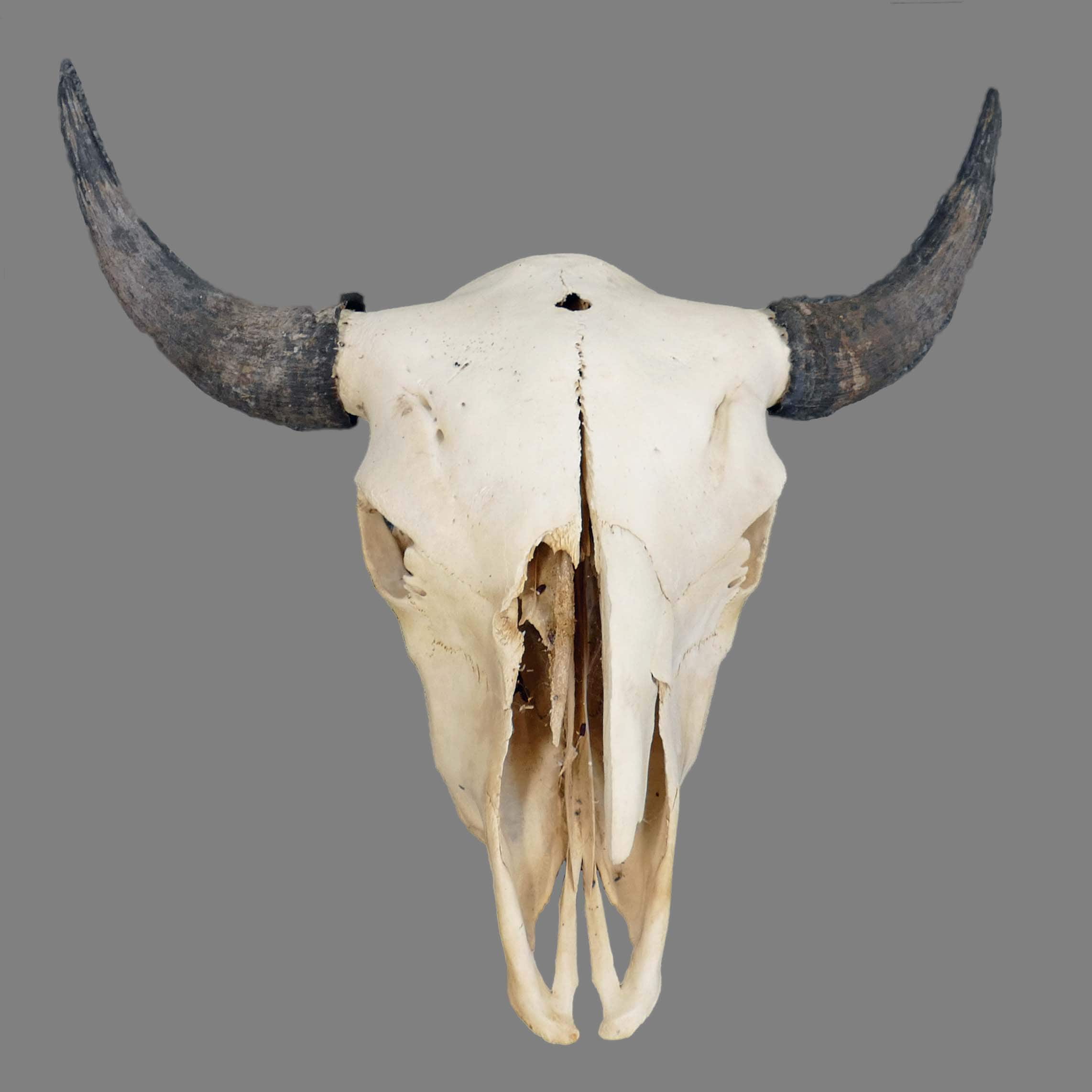 North American Buffalo Skull - Etsy 日本