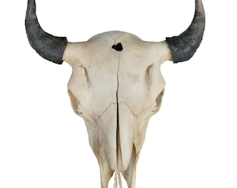 その他 VINTAGE JAW BONE CALIFORNIA FREE FORM il_340x270.3997078046_jvzt.jpg