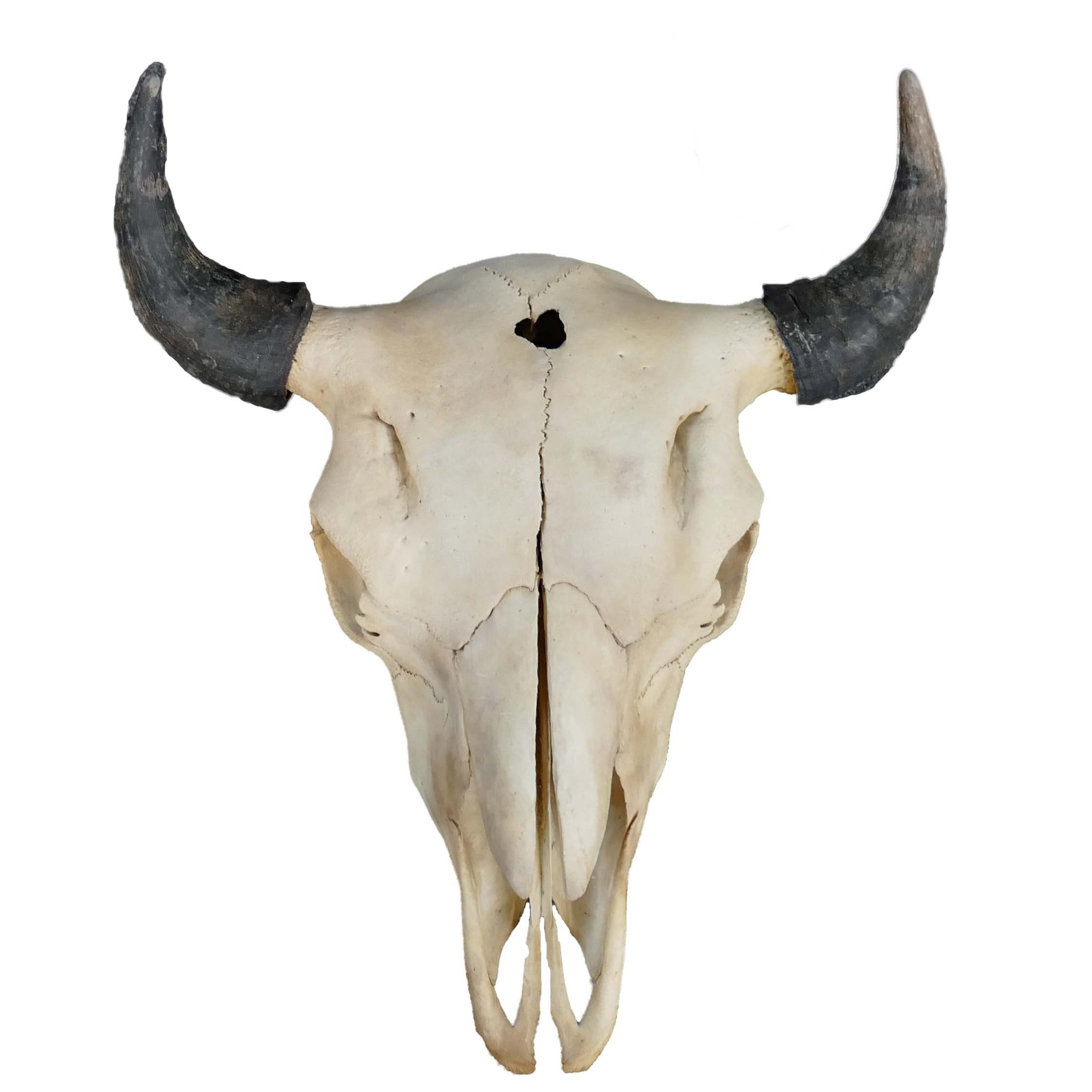 North American Buffalo Skull - Etsy 日本 North American Buffalo Skull - Etsy 日本