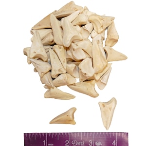 May include: A pile of approximately 40 off-white shark teeth, ranging in size from 1 to 2 inches long. The teeth are arranged in a random pattern, with some teeth overlapping others. The teeth are all sharp and pointed, with a slight curve to them. A ruler is included for scale.