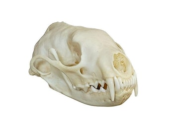 Glacier Wear Fisher Skull - fsr1600skl