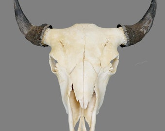 North American Buffalo Skull