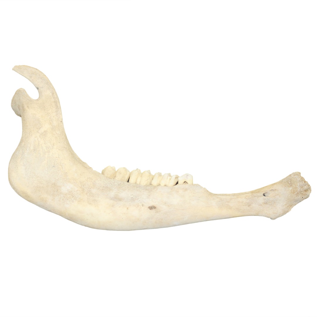 Glacier Wear Genuine Buffalo Lower Jaw Bone- Bff1600jaw - Etsy