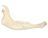 その他 VINTAGE JAW BONE CALIFORNIA FREE FORM Glacier Wear Genuine Buffalo Lower Jaw Bone- Bff1600jaw - Etsy