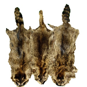 May include: Three raccoon pelts with brown and gray fur. The pelts are arranged in a row, with the tails pointing upwards.