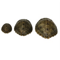 Real Set of 2 Shells - Etsy