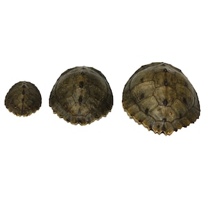 May include: Three turtle shells of different sizes, all brown with a pattern of dark brown markings. The shells are arranged in a row from smallest to largest.
