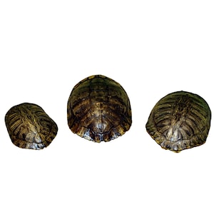 May include: Three turtle shells of varying sizes arranged in a row. Each shell features a dark brown and tan mottled pattern with distinct, segmented scutes forming a textured, rounded surface. The shells are displayed from a top-down perspective.