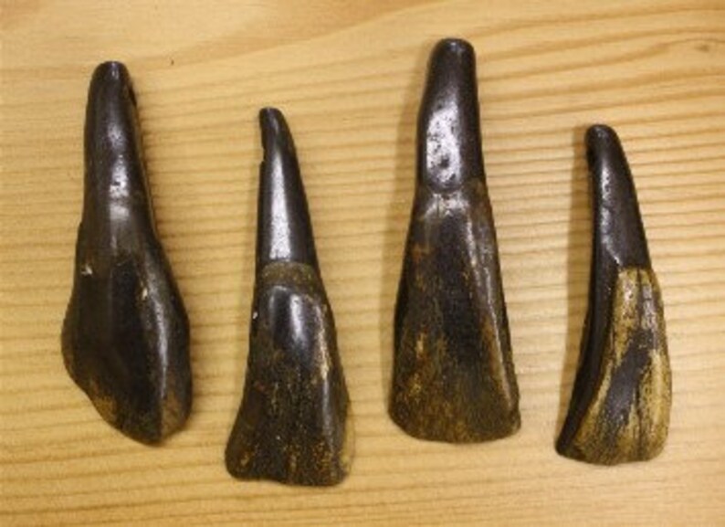 Genuine Antiqued Buffalo Teeth Bff1600tha Etsy