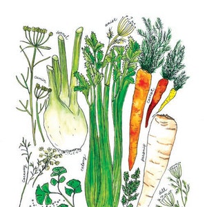 Apiaceae Family with Celery, Parsnips, Fennel & Carrot Illustrated Watercolor Art Print image 1