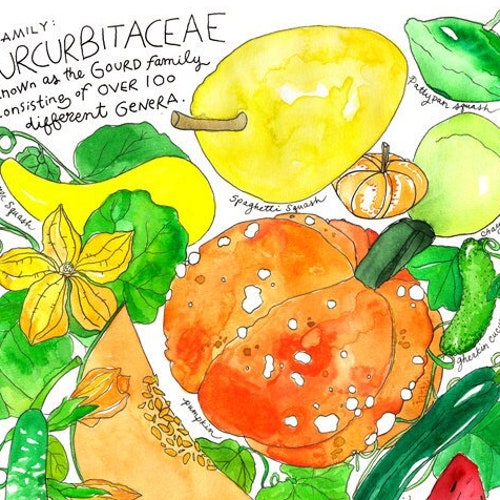 Curcurbitaceae Gourd Family/ Watermelon Zucchini Spaghetti Etsy