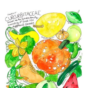 Curcurbitaceae Gourd Family/ Watermelon, zucchini, spaghetti squash, cucumber Illustrated Watercolor Art Print