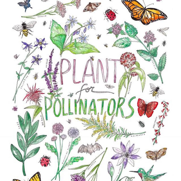 Plant for Pollinators Watercolor Art Print / Garden Pollinator Illustration Gift for Botanist or Plant Lover incl. lily, marigold, lavender