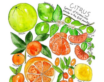 Citrus Family Watercolor Print Art / Kitchen Botanical Family Illustration of Tropical Fruits incl Pomelo, lemon, lime, cumquat, and more!