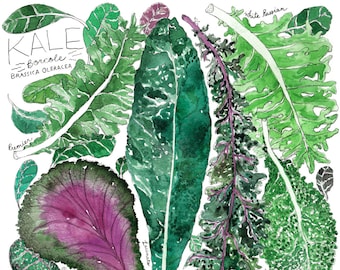 Types of Green and Purple Kale Watercolor Art Print / Garden Kitchen Illustration