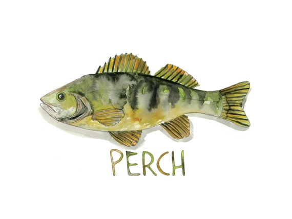 Freshwater Perch Fish Illustrated Watercolor Art Print -  Singapore