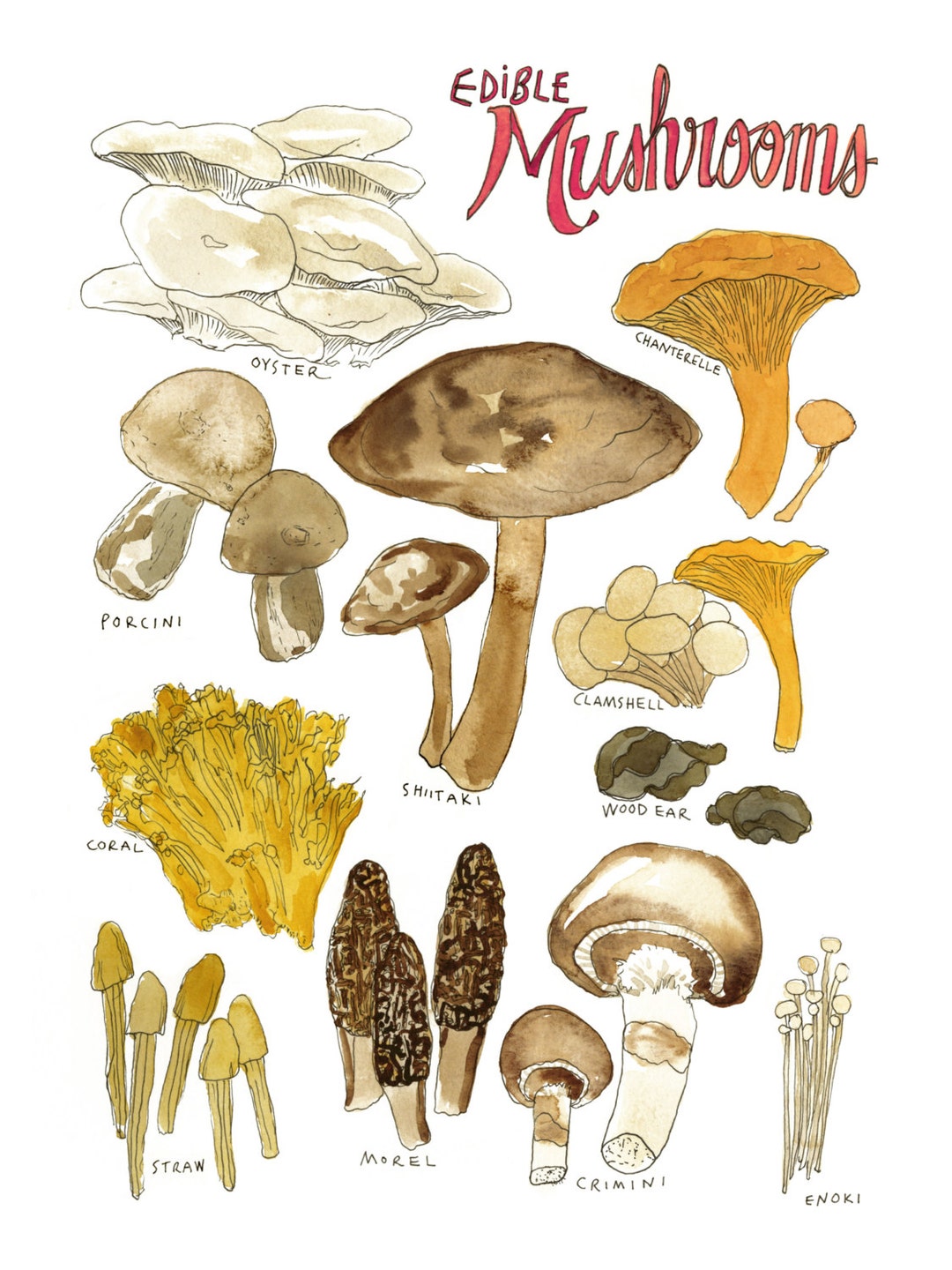 Essbare Pilze Aquarell Kunstdruck / Illustration von Pilzarten für