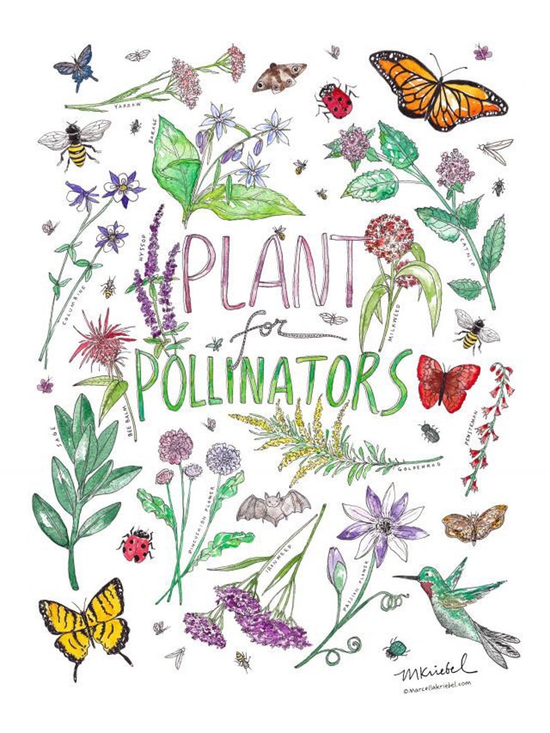 Plant for Pollinators Watercolor Art Print / Garden Pollinator Illustration Gift for Botanist or Plant Lover incl. lily, marigold, lavender image 1