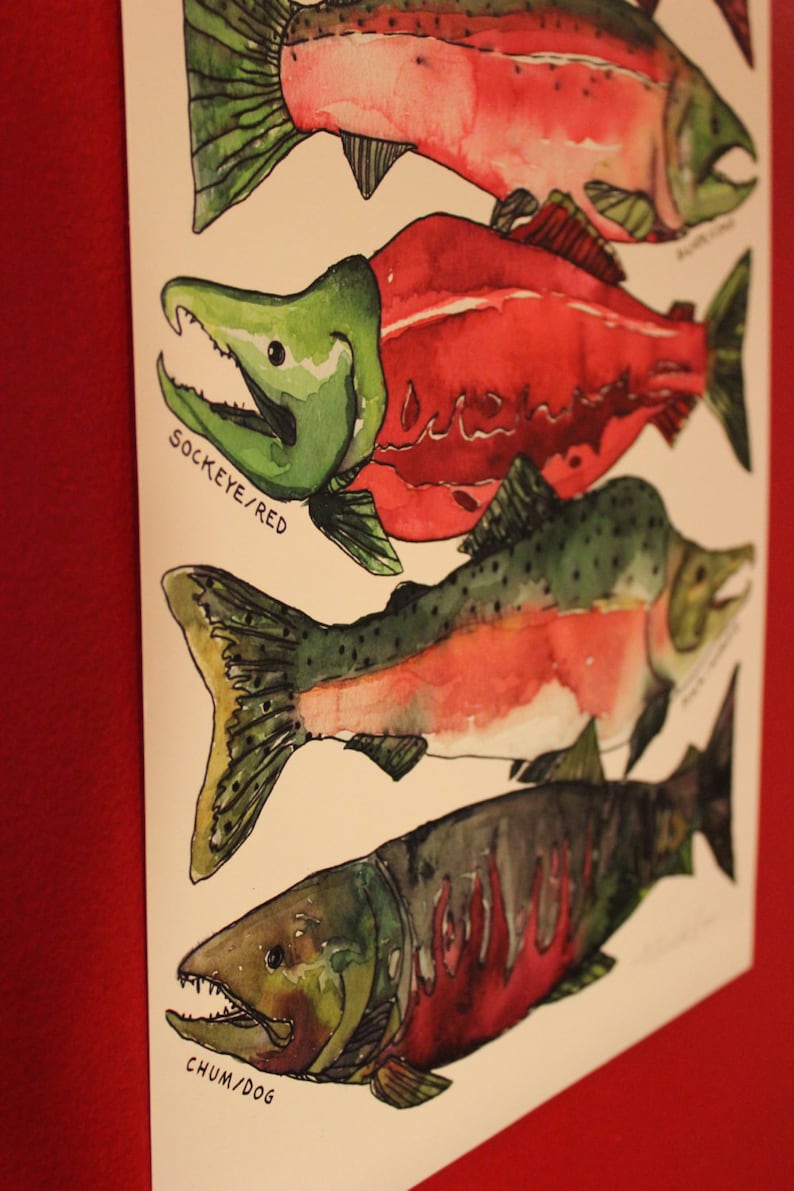 Pacific Northwest Salmon Watercolor Art Print / West Coast Sea - Etsy