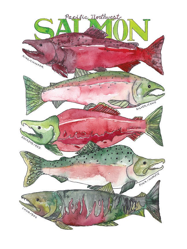 Pacific Northwest Salmon Watercolor Art Print / West Coast Sea Life  Illustration 