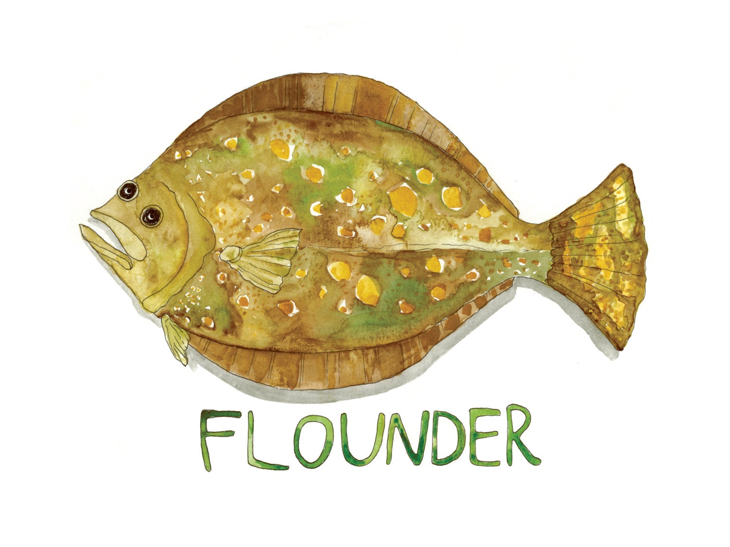 Flounder Fish Illustrated Watercolor Art Print -  Israel