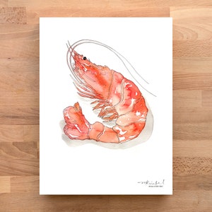 Camarón / Large Shrimp Illustrated Watercolor Art Print