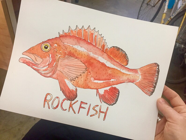Yellow Eye Rockfish Fish Illustrated Watercolor Art Print Etsy